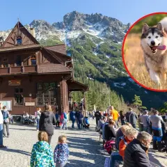 Szczęśliwy pies rasy alaskan malamute wbiega na tle górskich krajobrazów Tatr. W oddali drewniane schronisko i turyści.