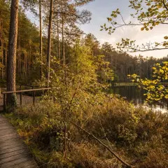 Drewniana kładka prowadzi przez jesienne Bory Tucholskie nad spokojne jezioro. Jak dojechać? Szukaj ścieżek wśród sosen.