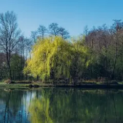 Wiosenne drzewa nad jeziorem, idealne na **charzykowy trasy rowerowe**.