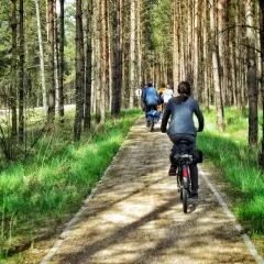 Grupa rowerzystów przemierza malownicze **Swornegacie trasy rowerowe** wśród sosnowego lasu.
