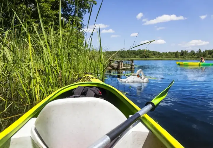 Spływ kajakowy Mazury: łabędź i inni kajakarze na spokojnym jeziorze. Idealne miejsce na relaks.